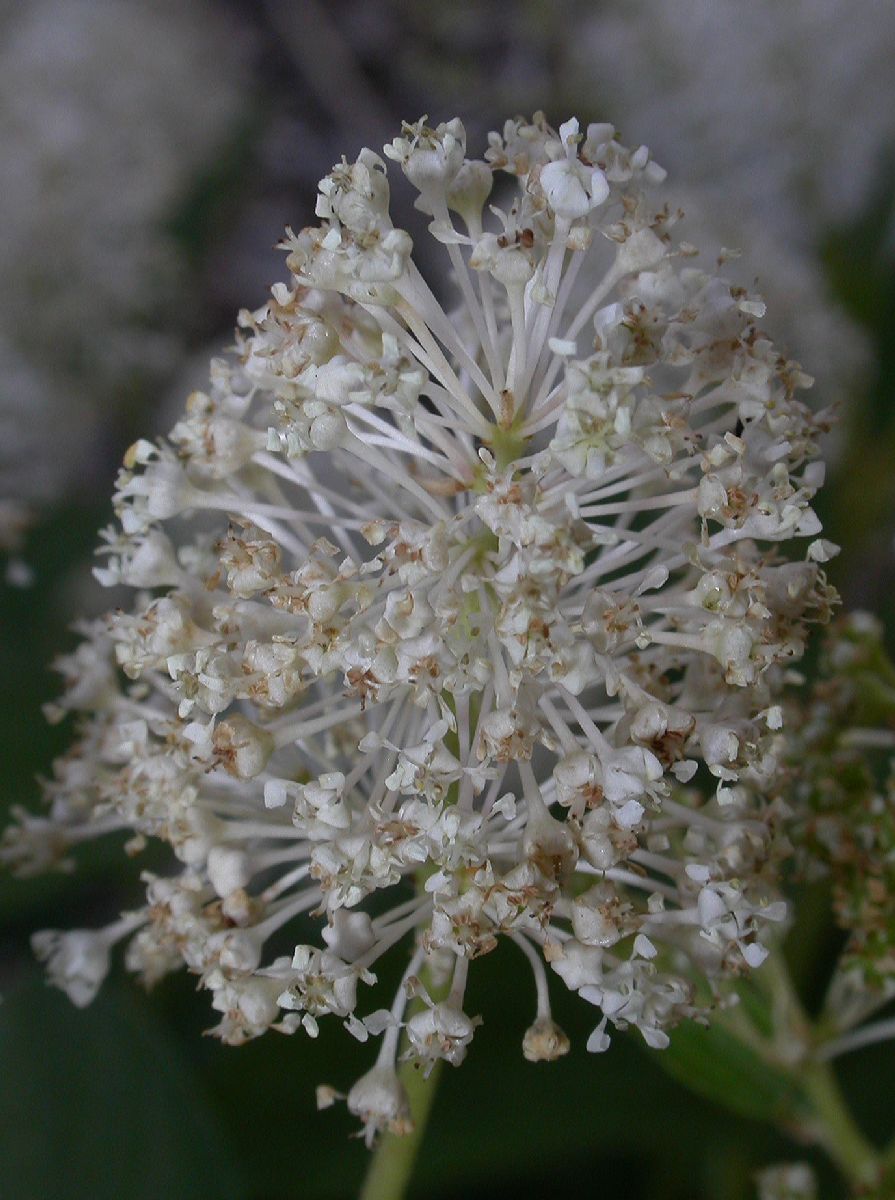 Rhamnaceae Ceanothus americanus