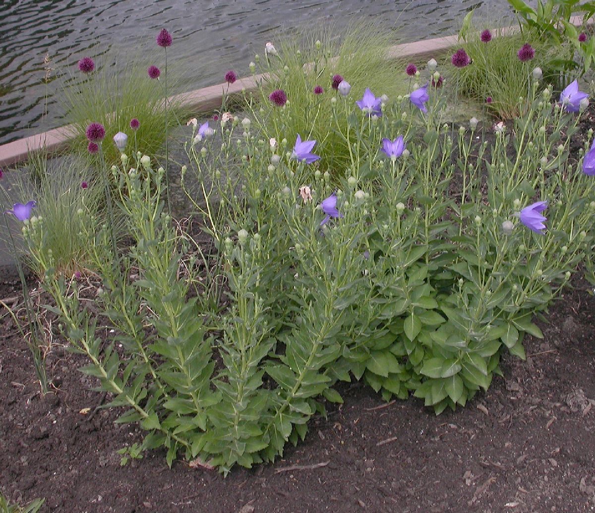 Campanulaceae Platycodon grandiflorus