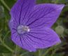 image of Platycodon grandiflorus