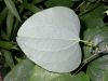 image of Smilax herbacea