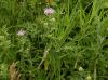 image of Monarda fistulosa