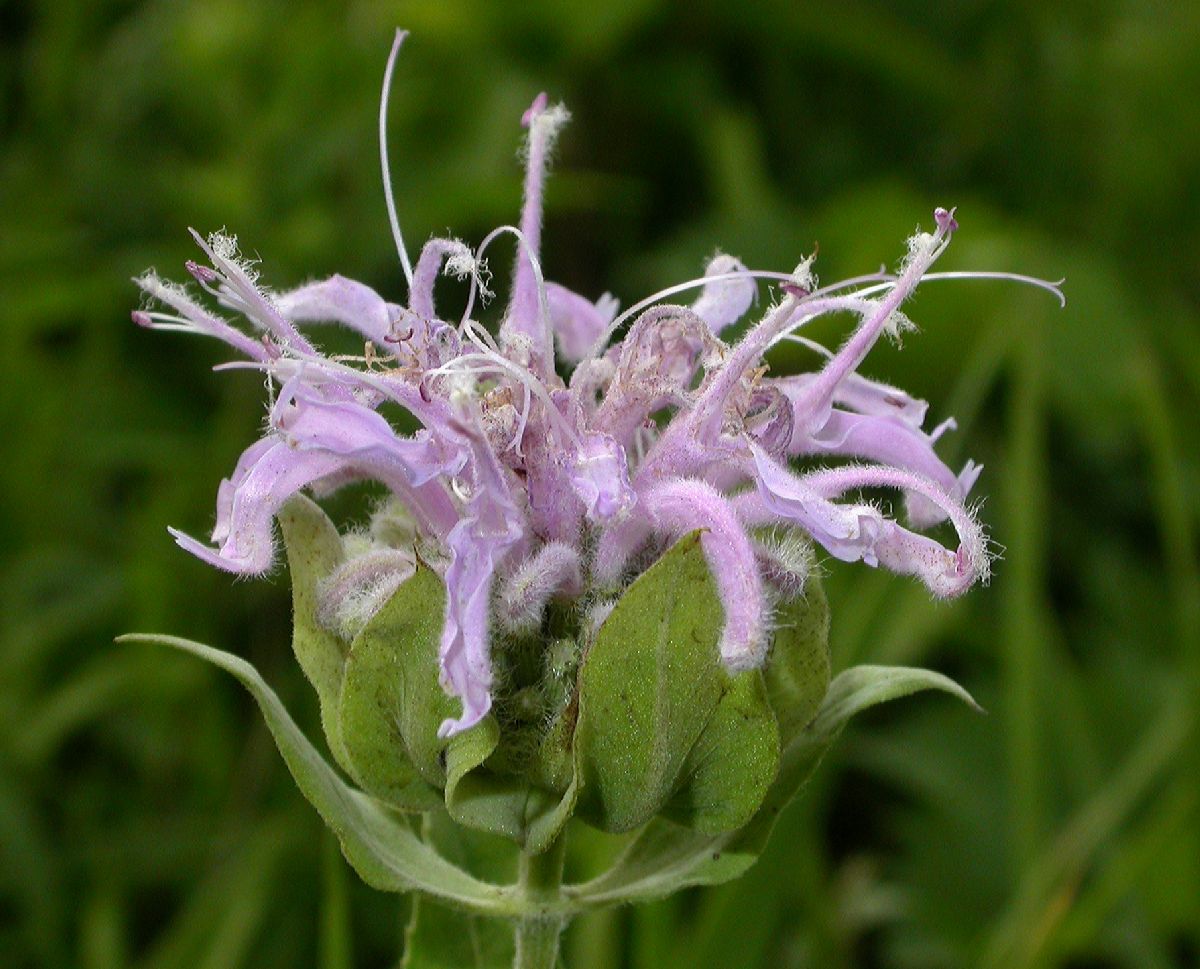 Lamiaceae Monarda fistulosa