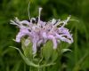 image of Monarda fistulosa