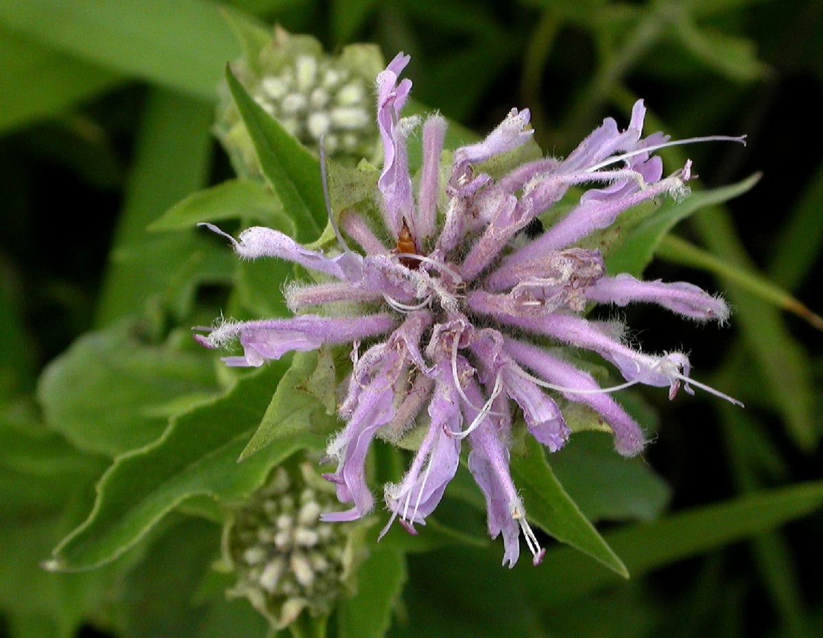 Lamiaceae Monarda fistulosa