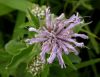 image of Monarda fistulosa