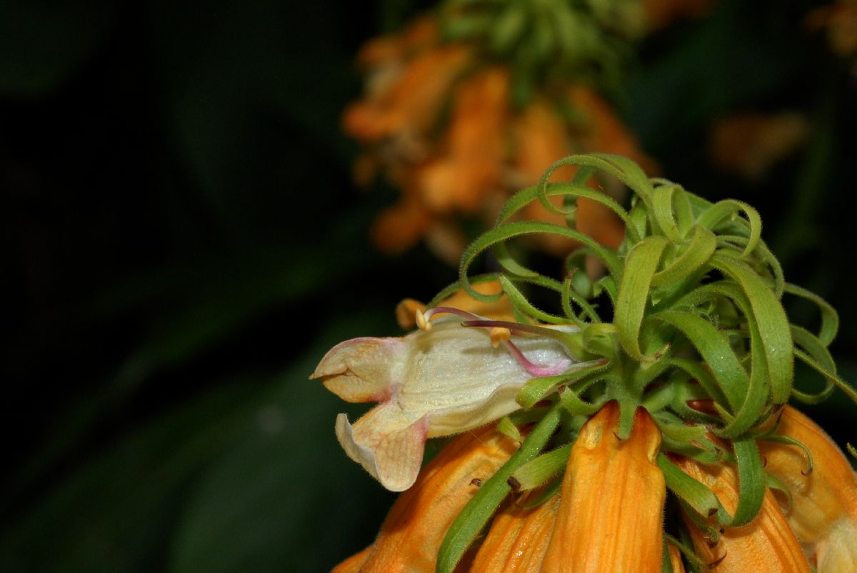 Plantaginaceae Isoplexis sceptrum