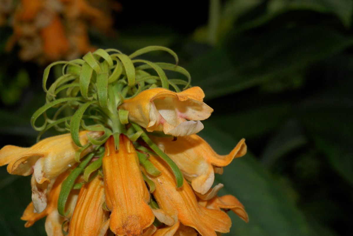 Plantaginaceae Isoplexis sceptrum