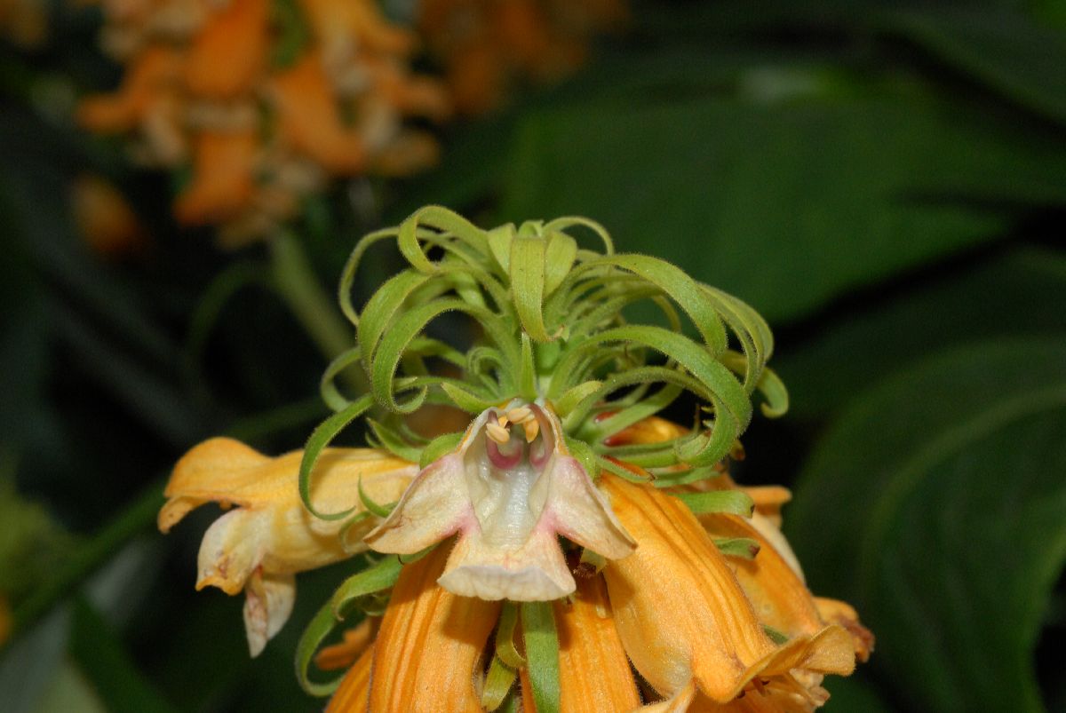 Plantaginaceae Isoplexis sceptrum