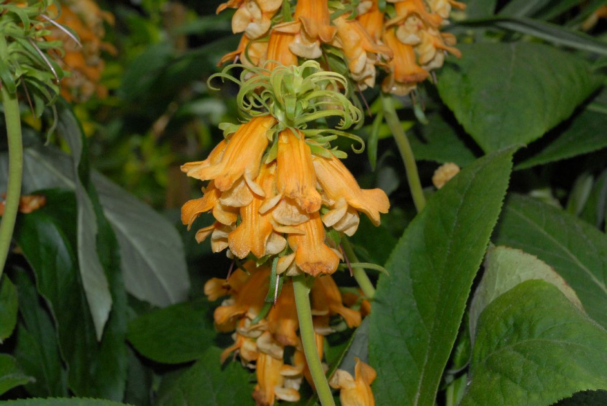 Plantaginaceae Isoplexis sceptrum