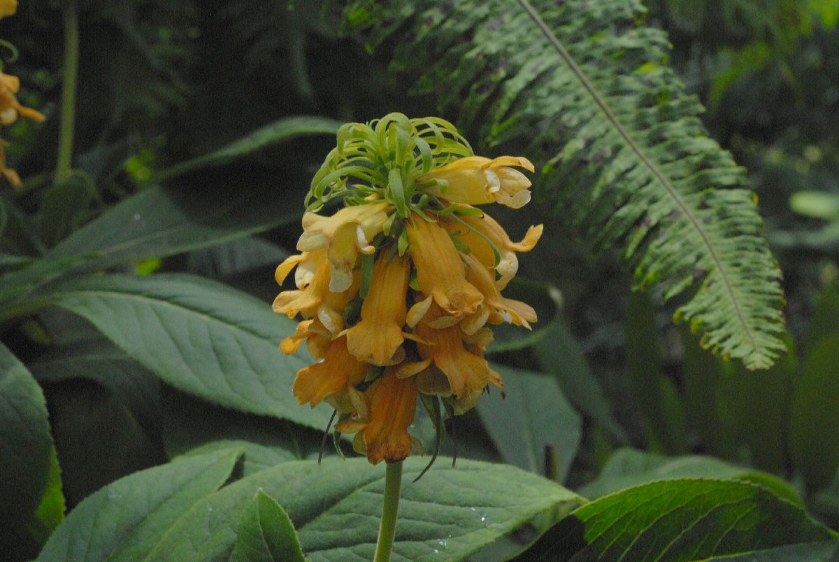 Plantaginaceae Isoplexis sceptrum