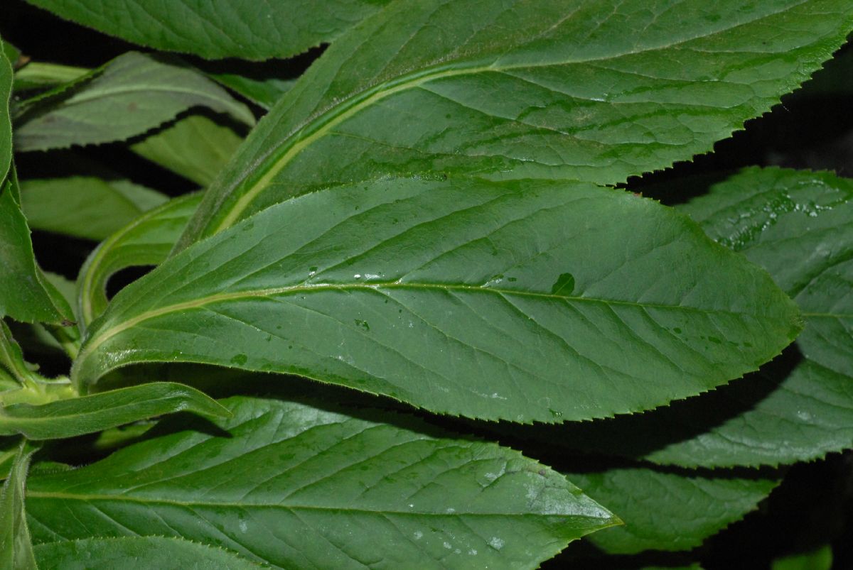 Plantaginaceae Isoplexis sceptrum