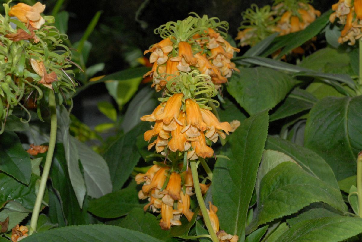 Plantaginaceae Isoplexis sceptrum