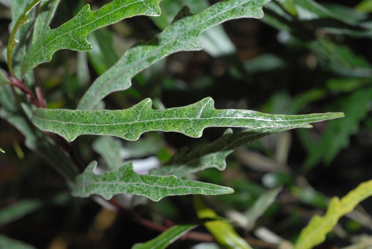 Acanthaceae Pseuderanthemum sinuatum