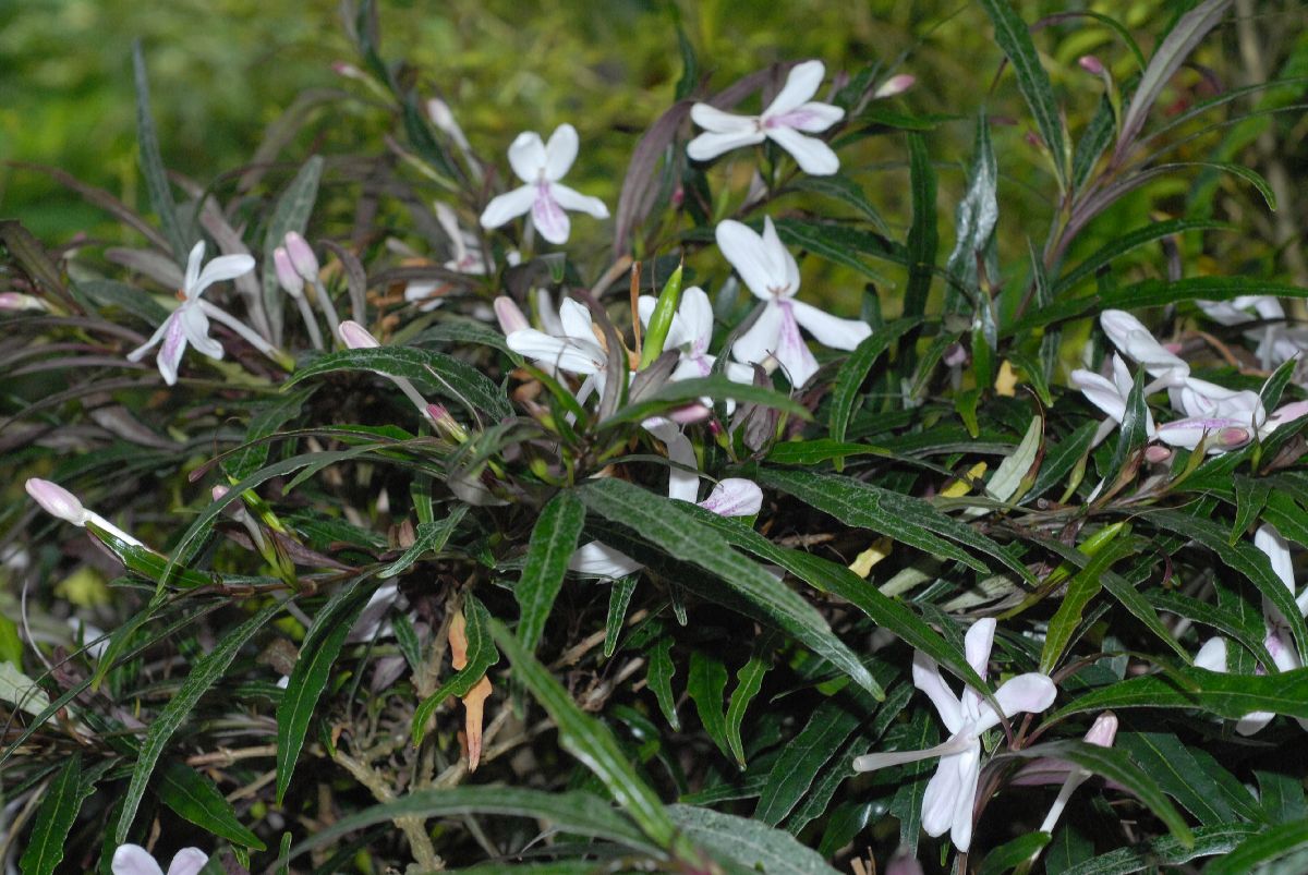 Acanthaceae Pseuderanthemum sinuatum