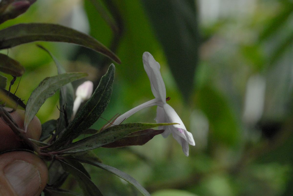 Acanthaceae Pseuderanthemum sinuatum