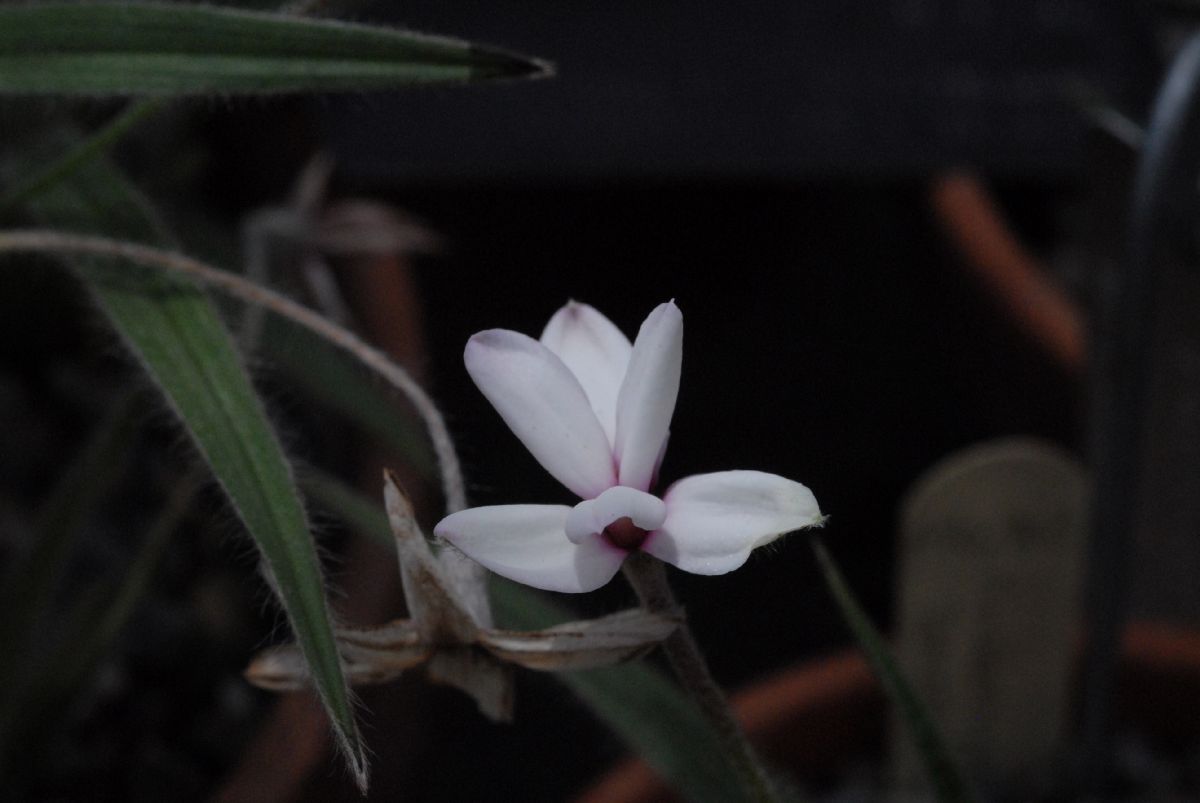 Hypoxidaceae Rhodohypoxis thodiana