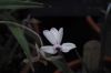 image of Rhodohypoxis thodiana