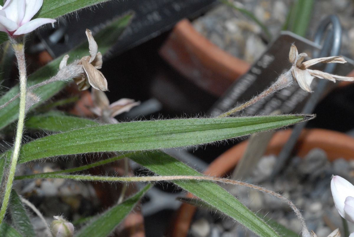 Hypoxidaceae Rhodohypoxis thodiana