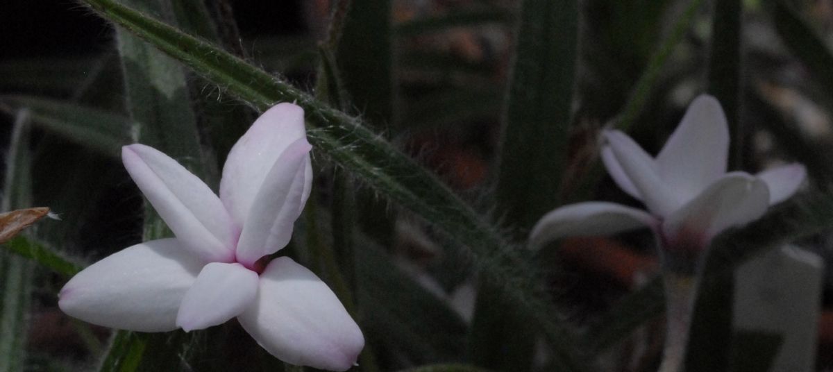 Hypoxidaceae Rhodohypoxis thodiana