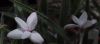 image of Rhodohypoxis thodiana