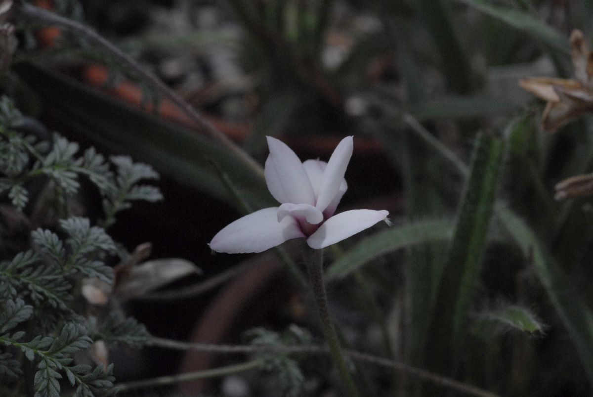 Hypoxidaceae Rhodohypoxis thodiana