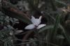 image of Rhodohypoxis thodiana