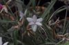 image of Rhodohypoxis thodiana