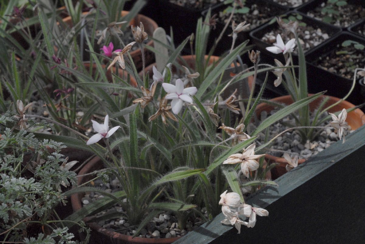 Hypoxidaceae Rhodohypoxis thodiana