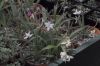 image of Rhodohypoxis thodiana