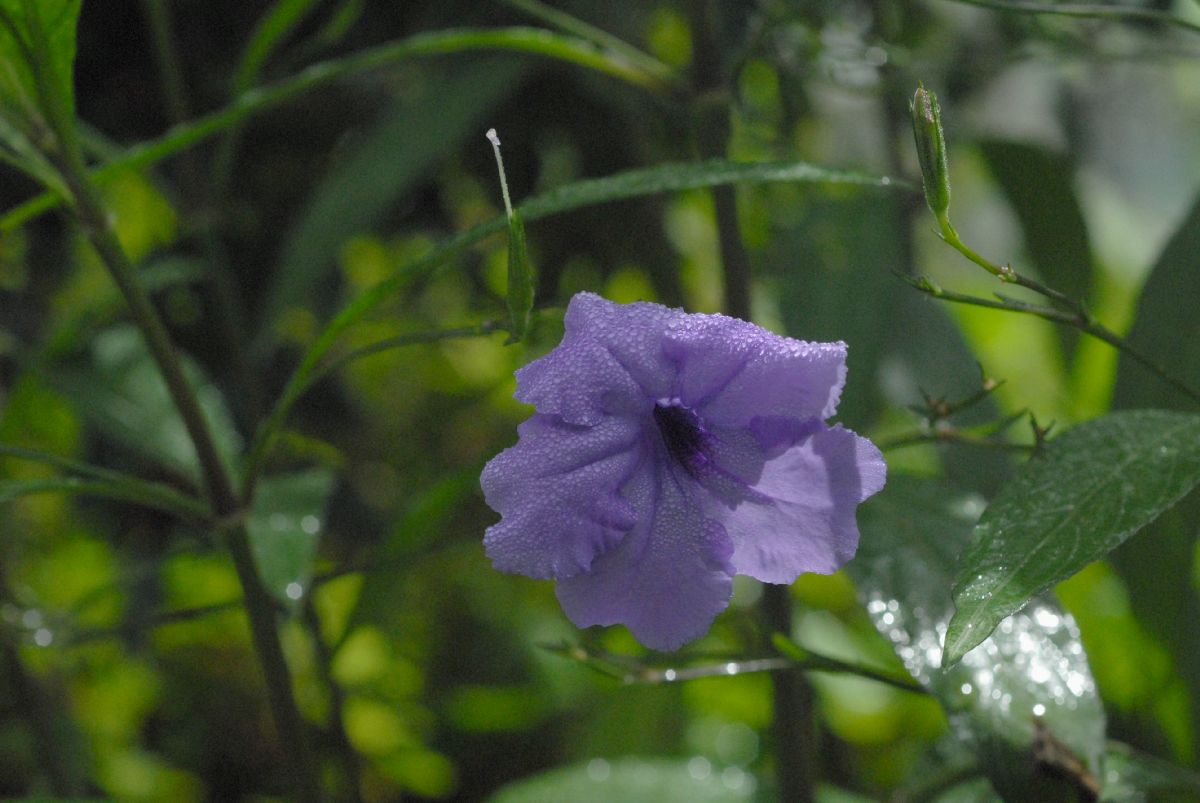 Acanthaceae Ruellia melecosperma