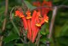 image of Scutellaria costaricana