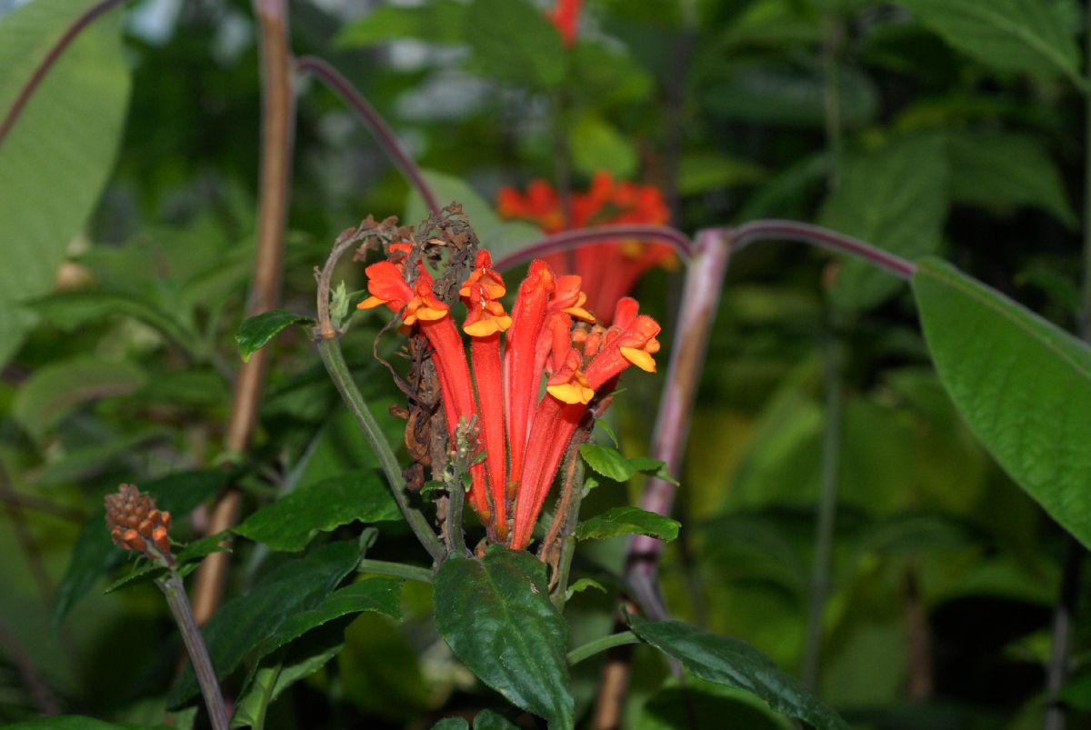 Lamiaceae Scutellaria costaricana
