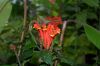 image of Scutellaria costaricana