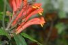 image of Scutellaria costaricana