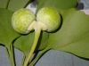 image of Ginkgo biboba