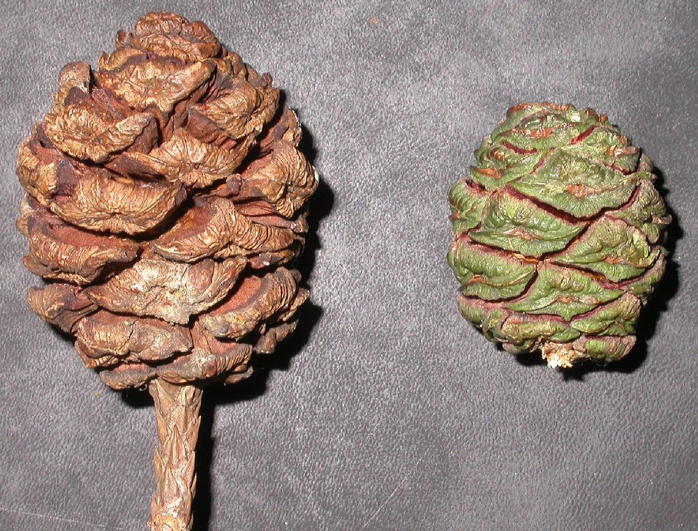 Cupressaceae Sequoiadendron giganteum