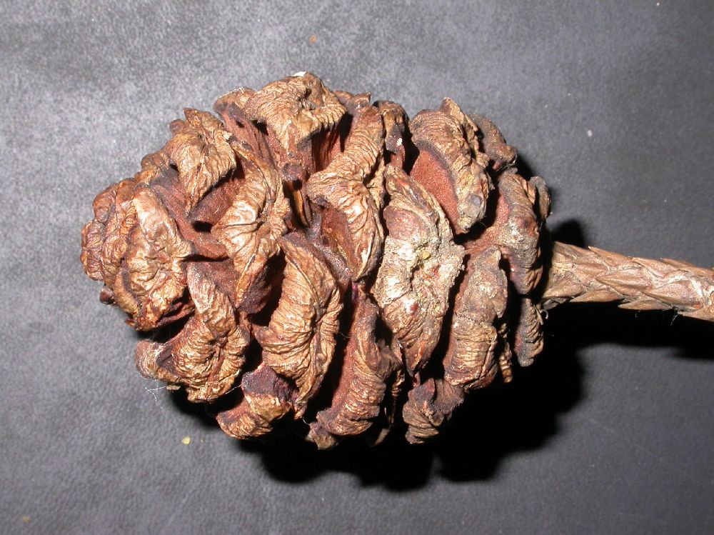 Cupressaceae Sequoiadendron giganteum
