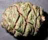 image of Sequoiadendron giganteum