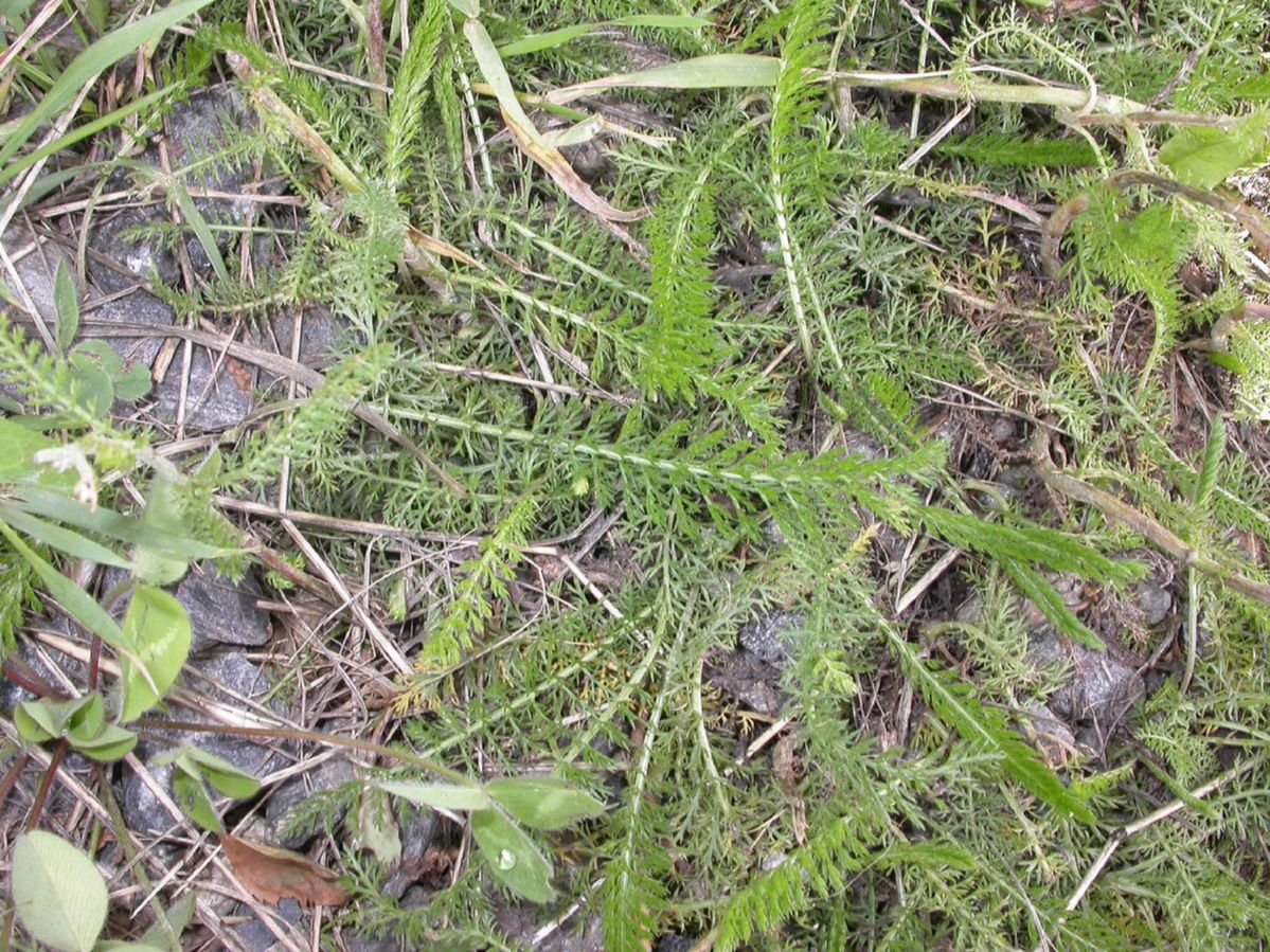 Asteraceae Achillea millefolium