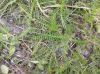image of Achillea millefolium