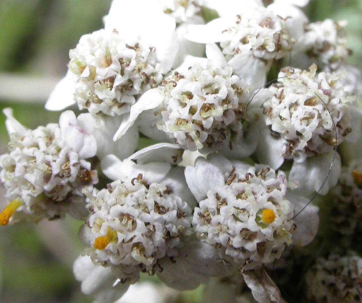 Asteraceae Achillea millefolium