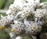 image of Achillea millefolium