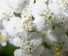 image of Achillea millefolium