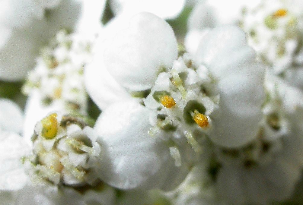 Asteraceae Achillea millefolium