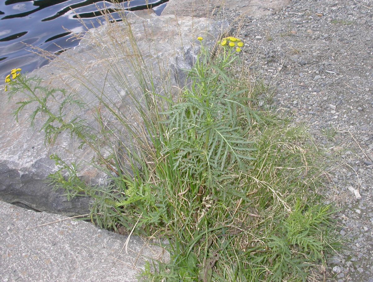 Asteraceae Tanacetum vulgare