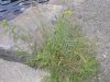 image of Tanacetum vulgare