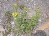 image of Tanacetum vulgare