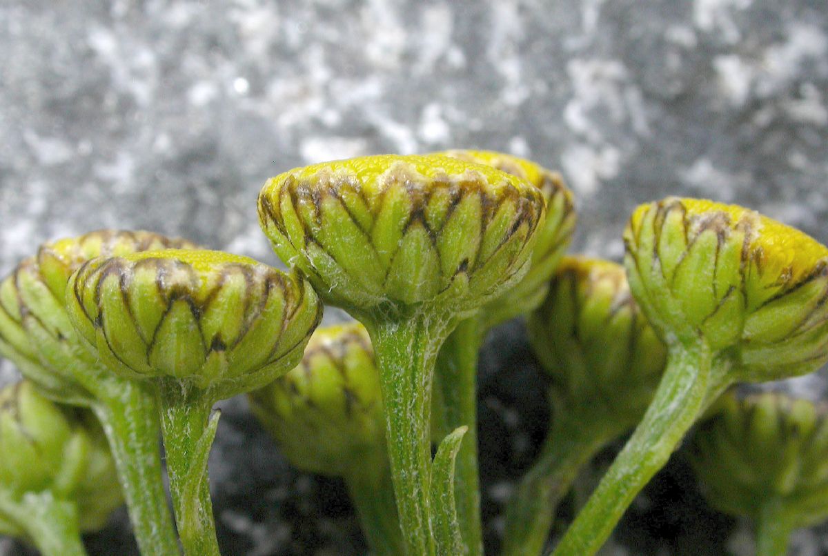 Asteraceae Tanacetum vulgare