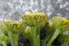 image of Tanacetum vulgare