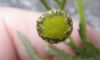 image of Tanacetum vulgare